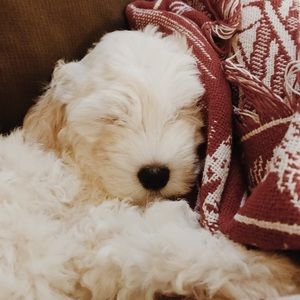 Meet your Posher, Eva